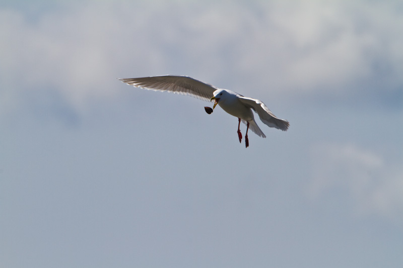 Gull Dropping Clam